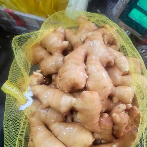 Organic Young Ginger in 10kg Export Pack High-quality Fresh Wholesale Supply From Chinese Suppliers