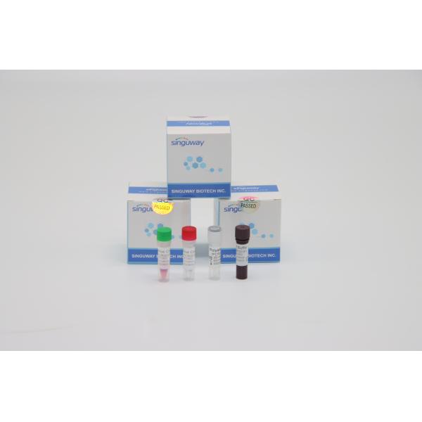 Treponema Pallidum TP Virus Fluorescent RT PCR Kit Fast HCV Real Time PCR Kit