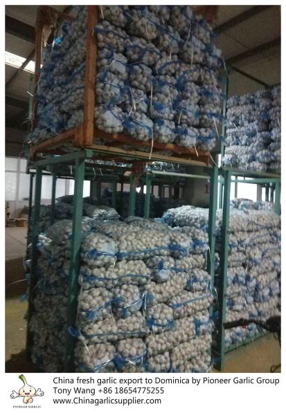Garlic to Dominica with mesh bag package.