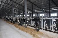 A construção de aço de construção derrama para crocita cabras de /Chicken/ com feixes de C