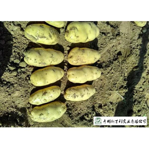 Delicious Fresh Potato Can Used As A Vegetable Or As A Staple Food