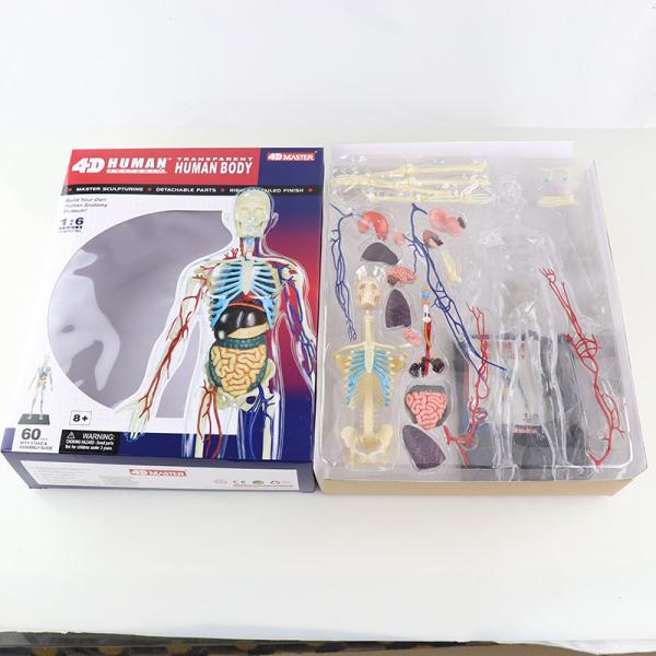 35cm Skeleton 60 Parts Human Anatomy Model Toy 4d Master Homeschool Education