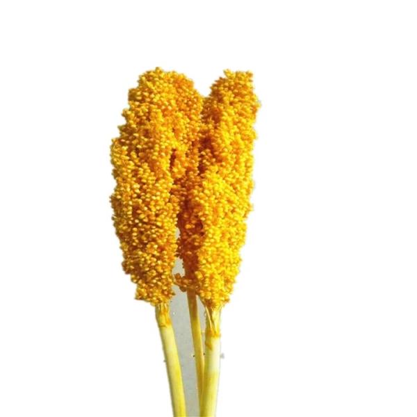 Factory Price Dry Flower Preserved Broomcorn Dry Sorghum For Decoration
