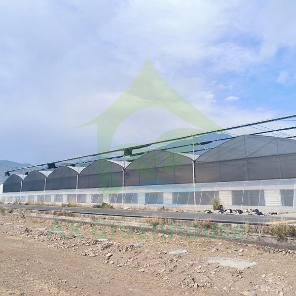 Tropical Multi Span Strawberry Agricultural Poly Tunnel Greenhouse With Shade Net