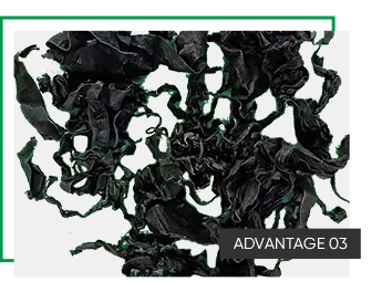 Dehydrated Vegetables Drying Laver 20Kg 0.5Cm Bulk Packaging and Cutting Seaweed Dried Wakame