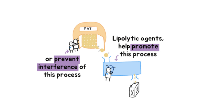 Решение сыворотки Hyamely жирное растворяя липолитическое уменьшая для стороны Boay