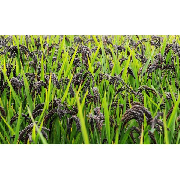 Сортировщица цвета риса черноты датчика CCD Nir красная умная