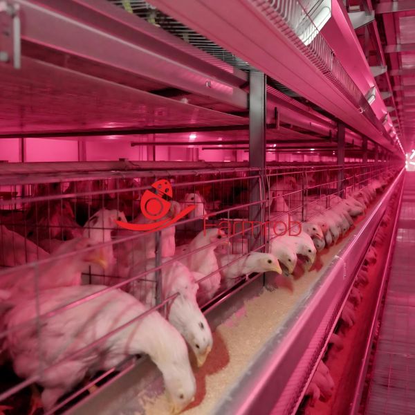 Over 80000 Birds Layer Chicken Cage System Enhanced Poultry Health Management and Operational Efficiency in Modern Farming