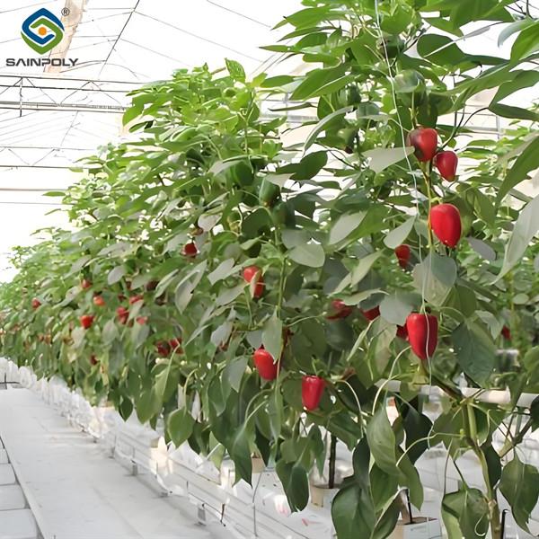 Agricultural NFT Vertical Growing Greenhouse Soilless Greenhouse Multi Span