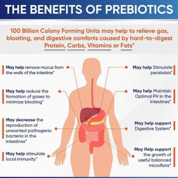 Organic Cranberry Probiotics Capsules Digestive And Gut Health Prebiotic Pills