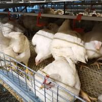 Lignes 50000 utilisation de HDG 4 d'aviculture de cage de poulet à rôtir