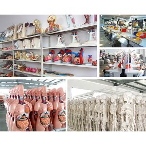 Xinxiang Vic Science & Education Co., Ltd.