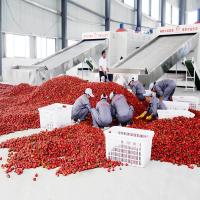 Dessiccateur de produits de SUS304 Mesh Belt Pulse Air Supply Chili Dryer Machine Industry Agricultural