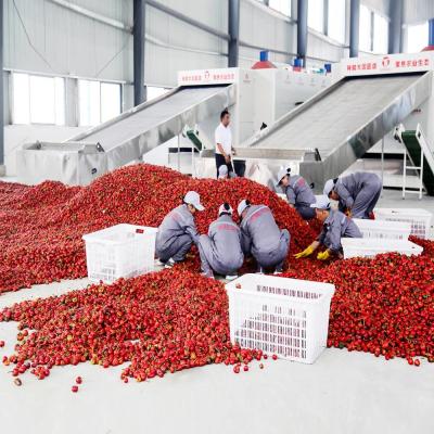 SUS304 Mesh Belt Pulse Air Supply Chili Dryer Machine Industry Agricultural Products Dryer