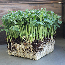 Plastic Flower Pots, Water Cans, Garden Growing Trays with Drain Holes, Microgreens Seed Tray, Hydroponic Trays, Nursery