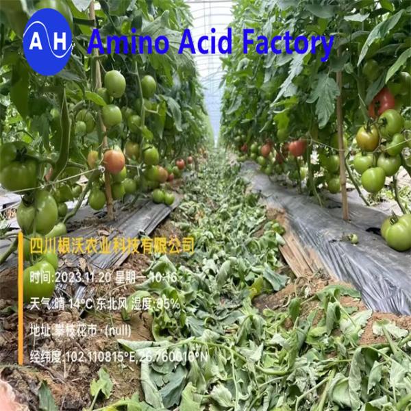 Compostos orgânicos Fertilizante em pó de aminoácidos 30% 40% 45% 50% 60% 70% 80%