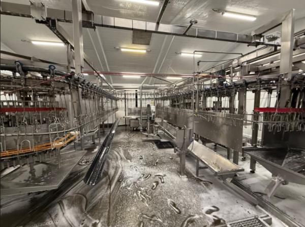 PLC Control Stainless Steel Semi-automatic Slaughtering Equipment for Pigs Cattle and Sheep