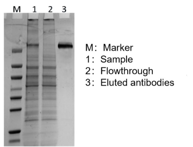 Rebeads Magrose Protein L Magnetic Beads With High Product Stability
