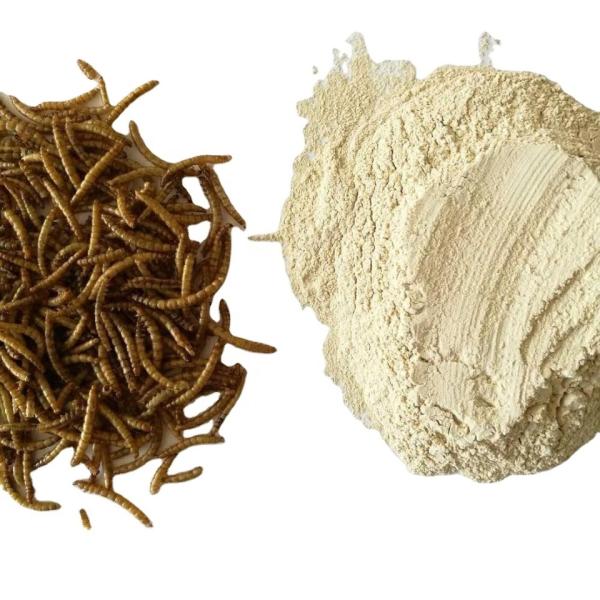 Raw Material - Mealworm Powdered Dried Mealworms for B2B