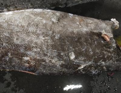 Flavorful Mahi mahi Varies Nutrition Facts for Your Customers' Satisfaction