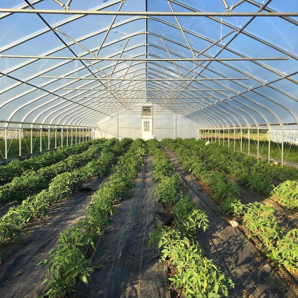 Agricultural Tomatoes Single Layer Greenhouse With 80 Micron Film