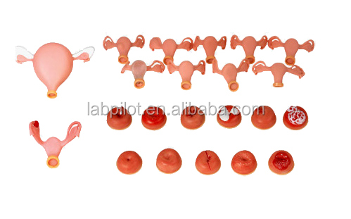 PVC Palpation Gynecological Examination Training Manikin with Contraception Function