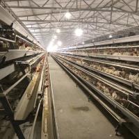 Cuatro niveles ventilados sistema de jaula de capa automática para 120 pollos.