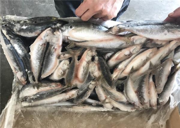 isca de pesca congelada 90g