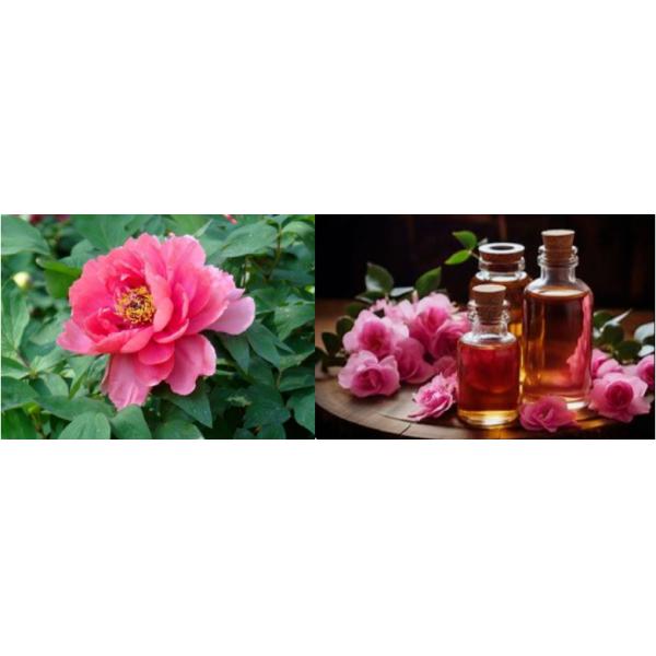 Pure Natural Extracted Peony Fragrance Essence Oil with Moisturizing and Nourishing Properties for Facial Treatment