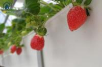 Invernadero Trapezoidal de PVC para el cultivo de fresas