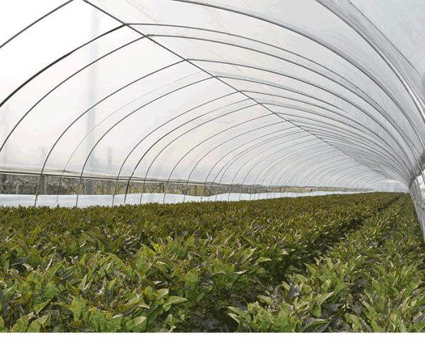 Galvanized Frame PE Film Greenhouse , Hoop Tunnel Greenhouse CE Approved