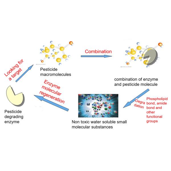 Энзим пестицида энзимов 99,5% качества еды домочадца ухудшая