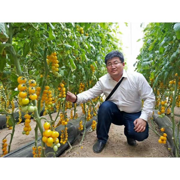 Os minerais Chelated bio estimulante do traço degradaram facilmente micro-organismos do solo