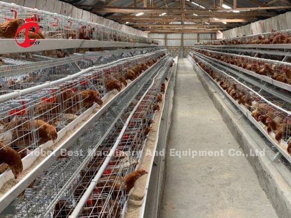 Automatic Layer Battery Cage System Commercial Layer Chicken Cage 3 Tiers Hot Sale Rose