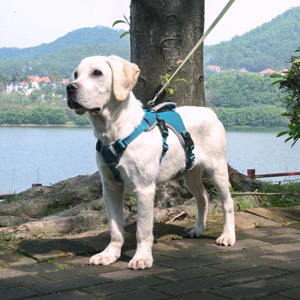Factory Selling Comfortable Dog Harness With Reflective Strips Durable Polyester Leash Set For Pet Dog