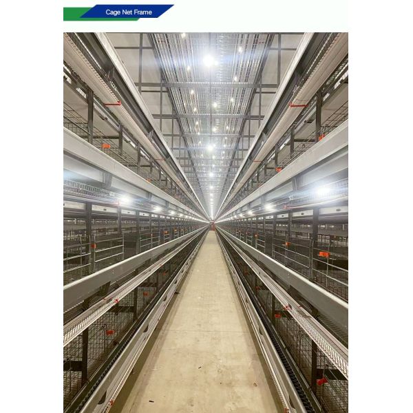 Automatic Poultry Equipment with Hot-dip Galvanized Steel for 50-Year Service Life and Customized Dimensions