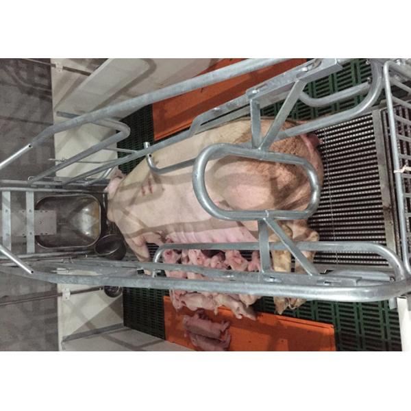 Hot Dip Galvanized Treatment Pig Farrowing Crate Farrowing Pen With Slat Flooring