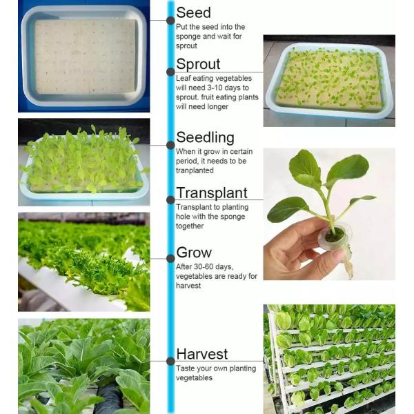 Аграрная система парников NFT Soilless Hydroponic для тропической пустыни