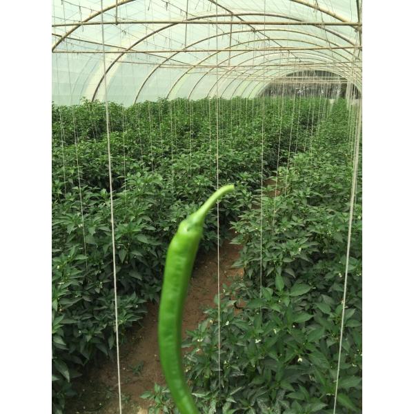High Breaking Strength Farm Twine With As Per Customer Demand