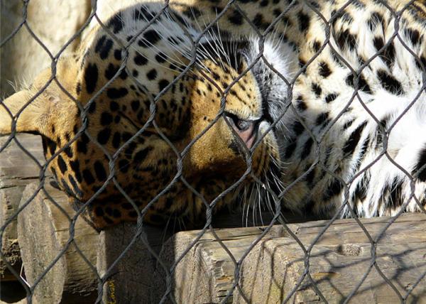 7*7 Stainless Steel Animal Enclosure Mesh , Bird Enclosure Netting For Zoo