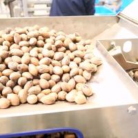 380V sec fendant 24000 morceaux de noix de pécan écossant la machine avec le taux parfait élevé de noyau