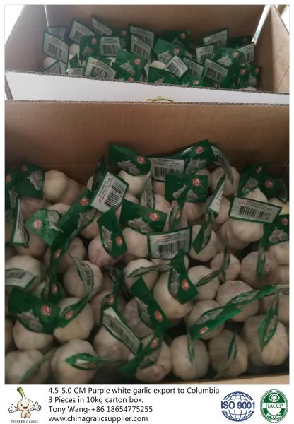 Garlic to Columbia; package: 3 pieces in 10 kg carton box; Size: 4.5-5.0 cm; Normal white garlic.