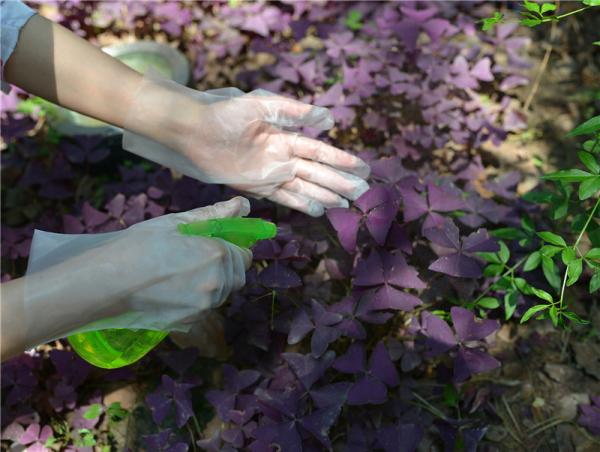Latex Protein Free Disposable TPE Gloves 28*22CM For Food Handling