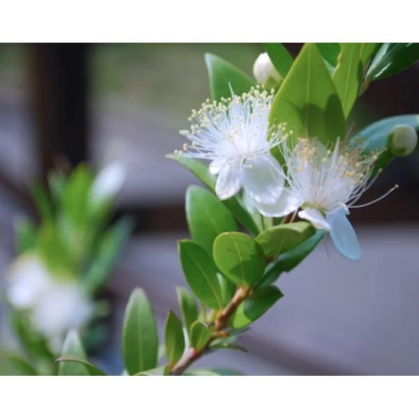 Pure Myrtle Fragrance For Perfume Making / Myrtle Essential Oil