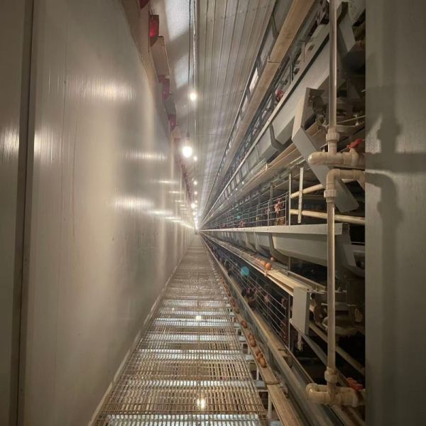 Hot Galvanized H Type Layer Cage with Automatic Feeding for Large Poultry Farm Projects
