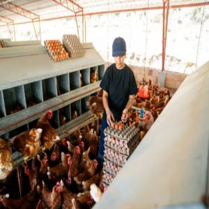 Durable Steel Structure Automated Poultry Farm Construction with Integrated Automation and Prefab Design