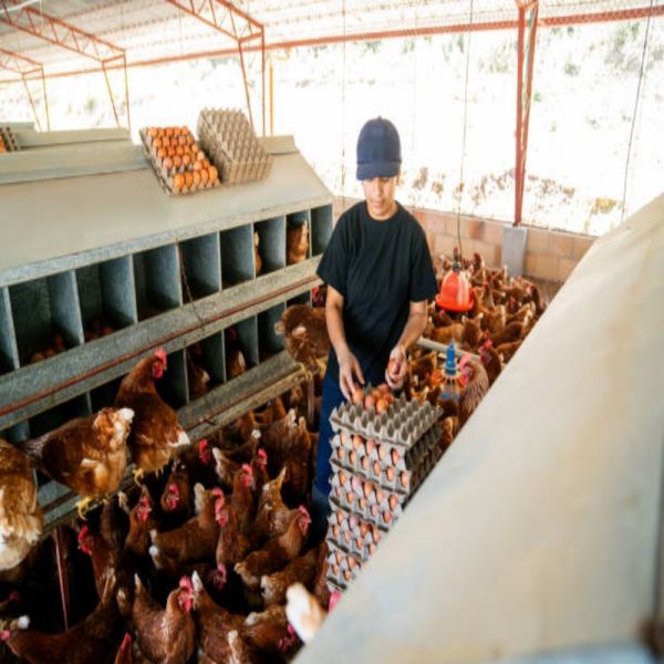 Hot-dip Galvanized Prefabricated Steel Poultry House with 5000 Birds Capacity and Climate Control