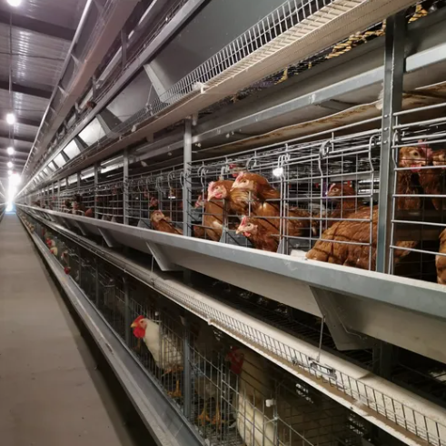 Hot-Dip Galvanized Steel Automatic Chicken Cage with 15-20 Year Lifespan and Automated Feeding System