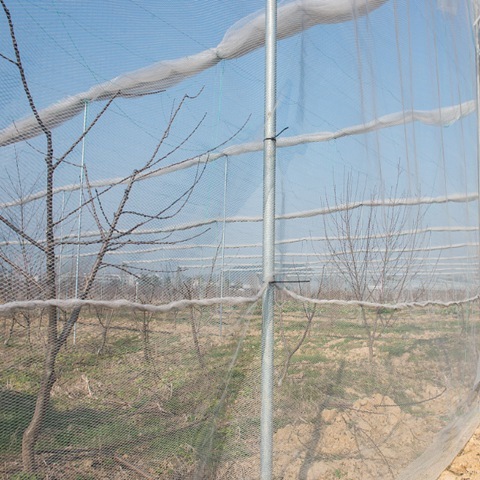 Tree Fruit Hail Protection Net For High Quality UV Treated Net