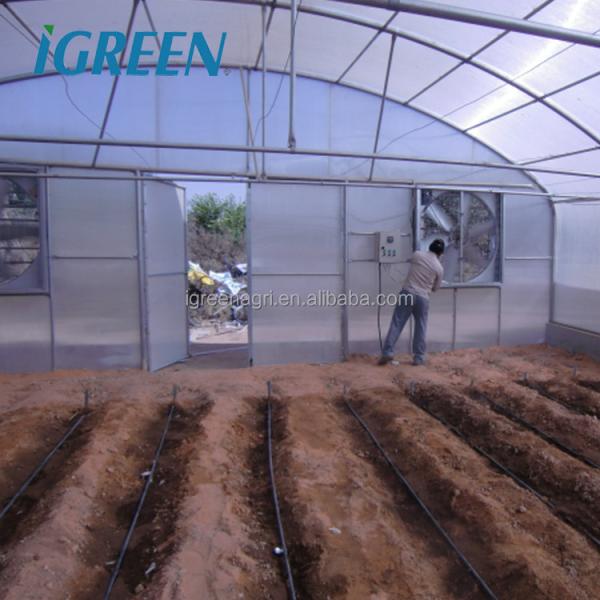 Agricultural Single Span Greenhouse Flowers And Vegetables Poly Film Greenhouse